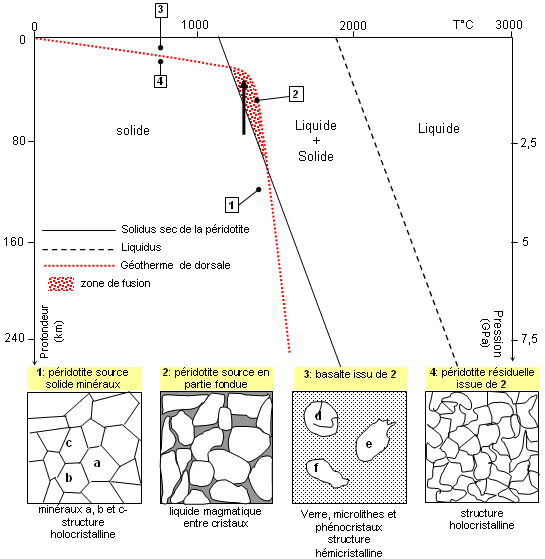 Conditions de fusion de la péridotite et géotherme sous la dorsale